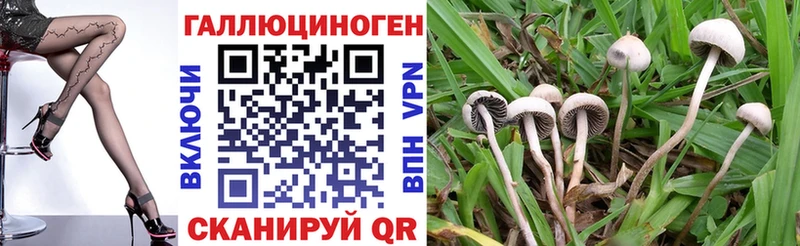 купить закладку  MEGA как зайти  Псилоцибиновые грибы прущие грибы  Каргополь 